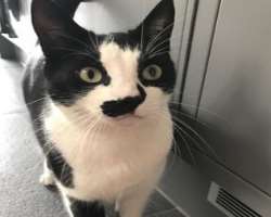 The actor is a cat lover and also featured a cat in his Instagram post.